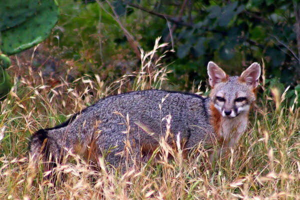 Fuchsarten: Graufuchs