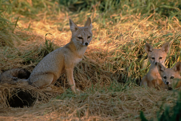 Fuchsarten Kitfuchs