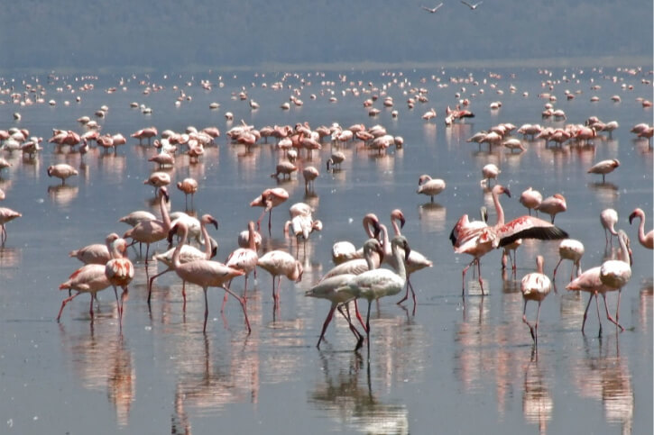 Können Flamingos fliegen?