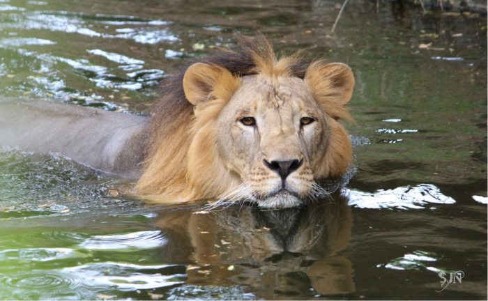 Können Löwen schwimmen?