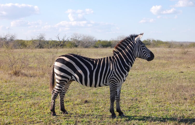 Was essen Zebras?