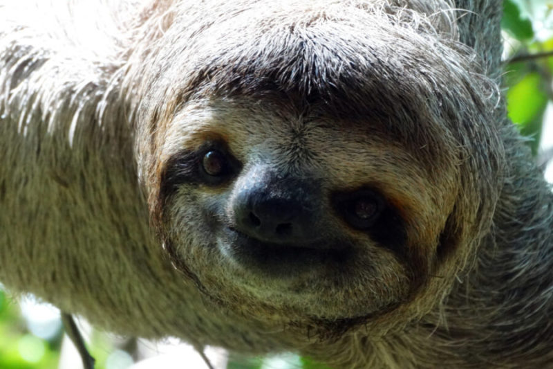 Die 10 Dümmsten Tiere Der Welt! Rekordtiere.de