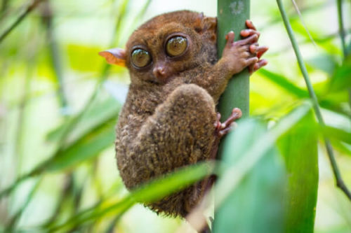 10 Süße Tiere Mit Großen Augen! (Mit Bildern) - Rekordtiere.de