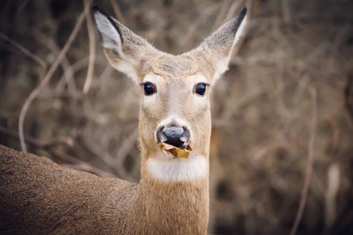 was dürfen rehe essen?