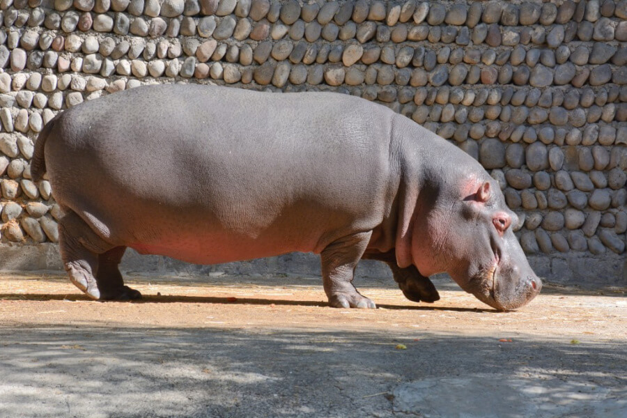 8 Saugetiere Die So Gut Wie Kein Fell Haare Haben Rekord Tiere