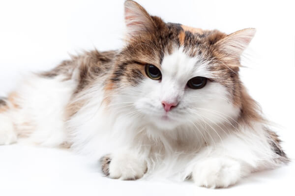 Die 10 Seltensten Katzenrassen Der Welt Mit Bilder Rekord Tiere