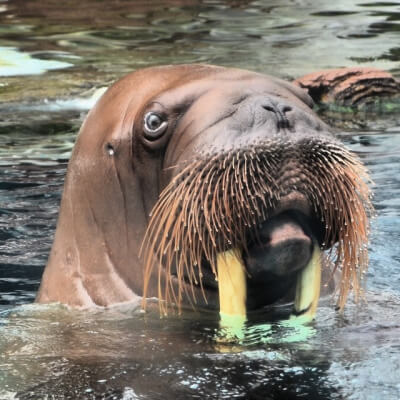 8 Saugetiere Die So Gut Wie Kein Fell Haare Haben Rekord Tiere