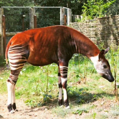 okapi aussehen 