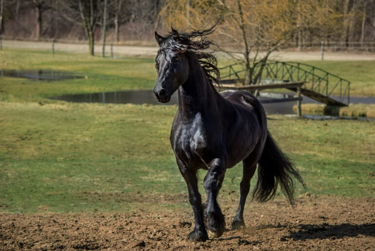 Schwarze Pferderassen