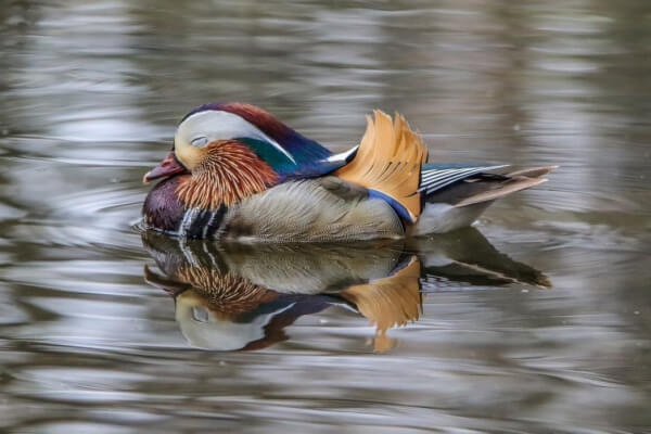 wann schlafen enten