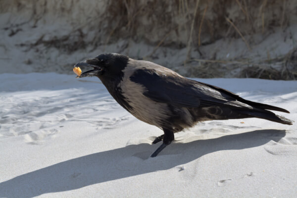 Fressen Krähen andere Vögel?