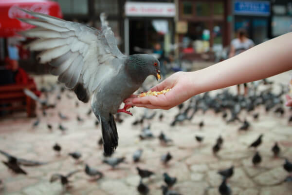 Fressen Vögel Mais