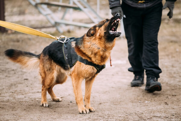 Sind Schäferhunde gefährlich