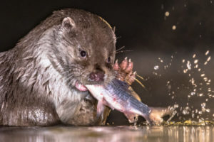 Was Fressen Otter Ihre Komplette Ern hrung Im berblick Rekordtiere de was-fressen-otter-ihre-komplette-ern-hrung-im-berblick-rekordtiere-de