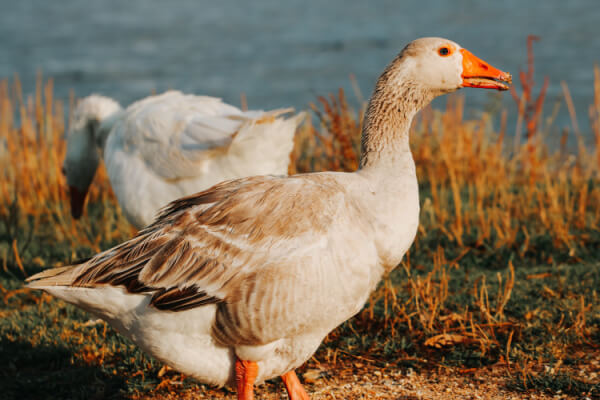 Haben Gänse Zähne?