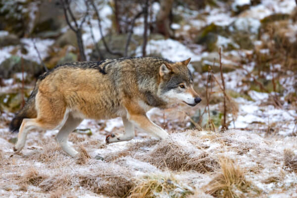 Wie schnell ist ein Wolf