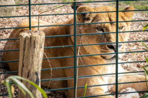Wie Viel Kostet Ein Löwe? (Aktuelle Preise) Rekordtiere.de