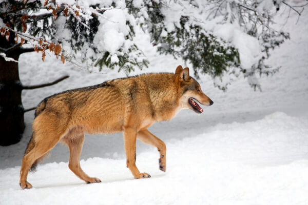 Wolf Geschwindigkeit