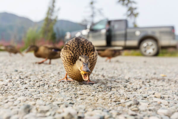 Haben Enten Zähne?