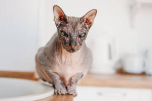 5 H ssliche Katzen Die Du Trotzdem Lieben Wirst Mit Bilder 