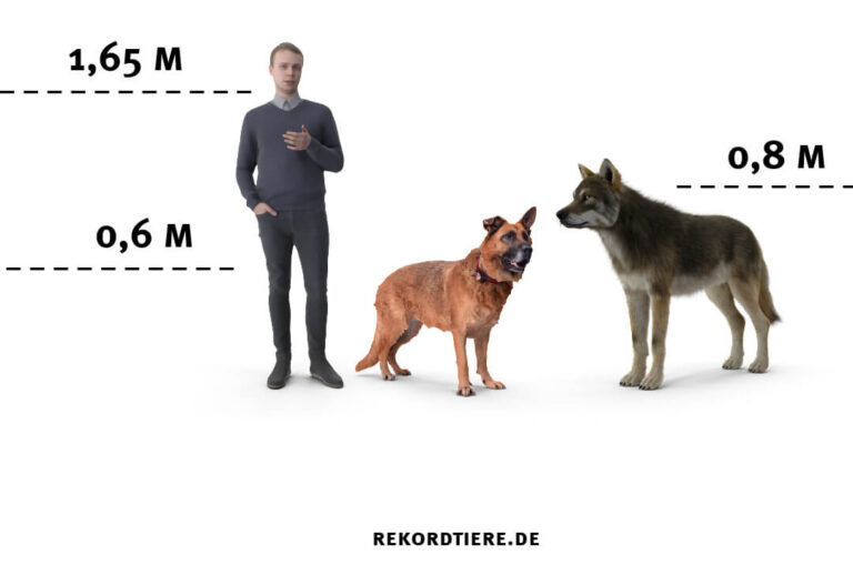 Wie Groß Kann Ein Mensch Werden Wie Groß Ist Ein Wolf? (Größenvergleich mit Hund & Mensch) - Rekordtiere.de