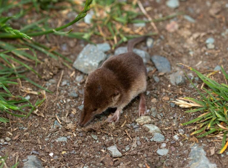 7 giftige Tiere in Deutschland (Liste mit vielen Bildern) - Rekordtiere.de