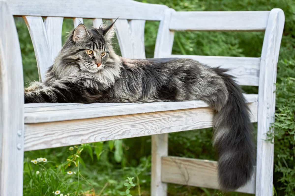 Die 8 schönsten großen Katzenrassen (mit Bildern) - Rekordtiere.de