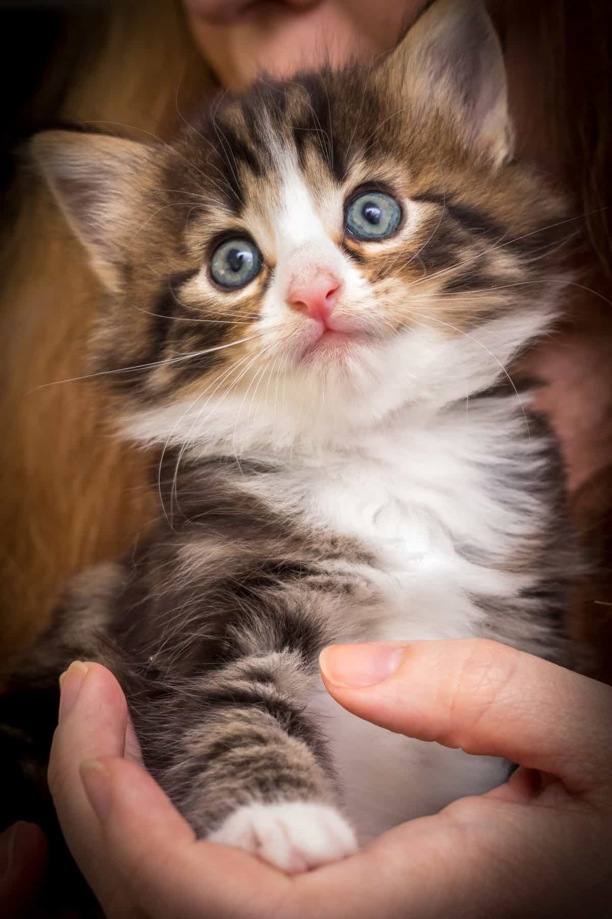 Norwegische Waldkatze-Züchter mit Kitten in der Nähe (Liste ...