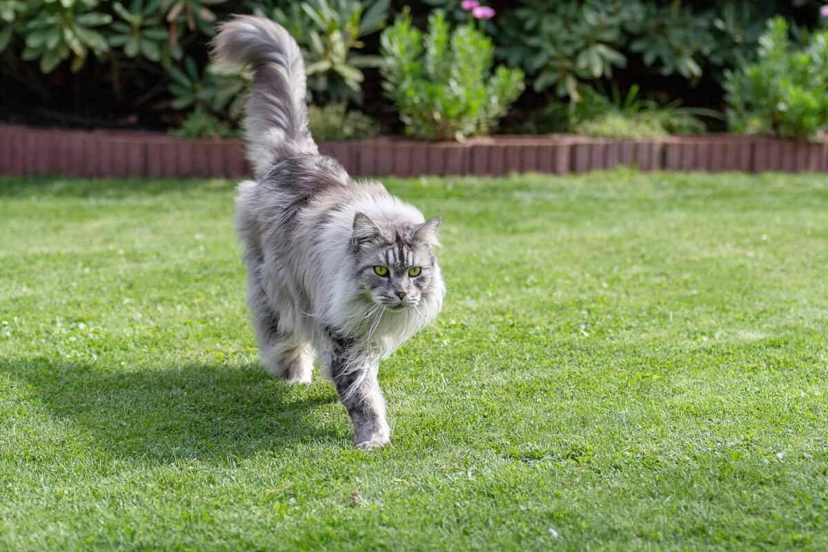 Die 10 Größten (Haus) Katzen Der Welt! - Rekordtiere.de