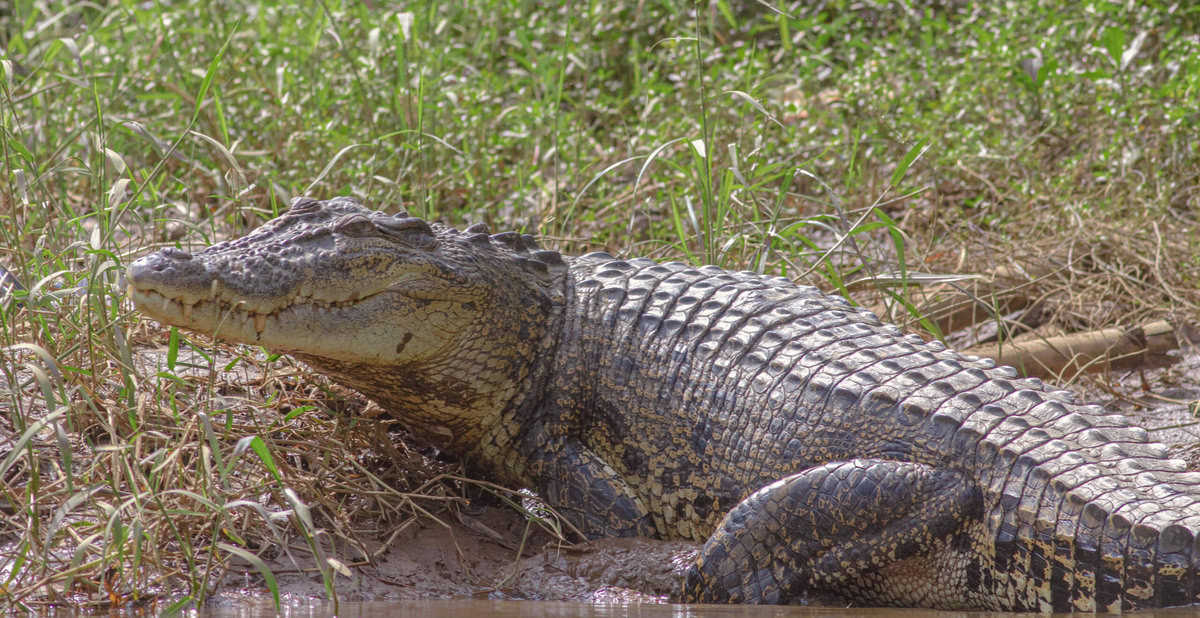Wie Groß Ist Das Größte Krokodil Der Welt www.rekordtiere.de
